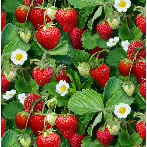 Elizabeth's Studio, Red Ripe Strawberries on a bed of green leaves