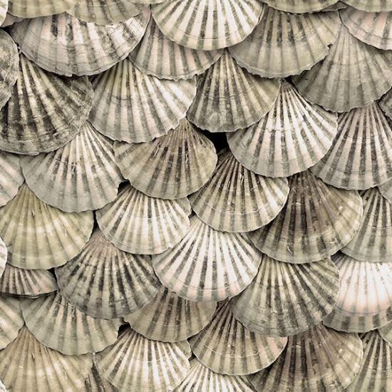 All Hands On Deck, Shells Seashell