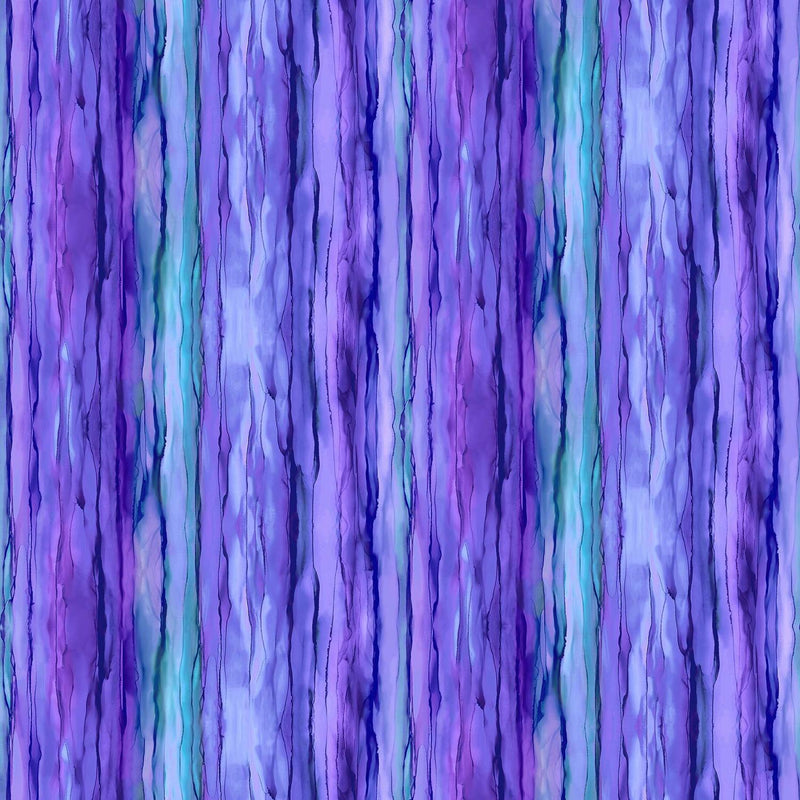 Allure Peacock, Purple Stripe